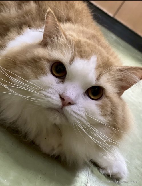 スコティッシュフォールド【・男の子・2022年3月27日・レッドタビー&amp;ホワイト】