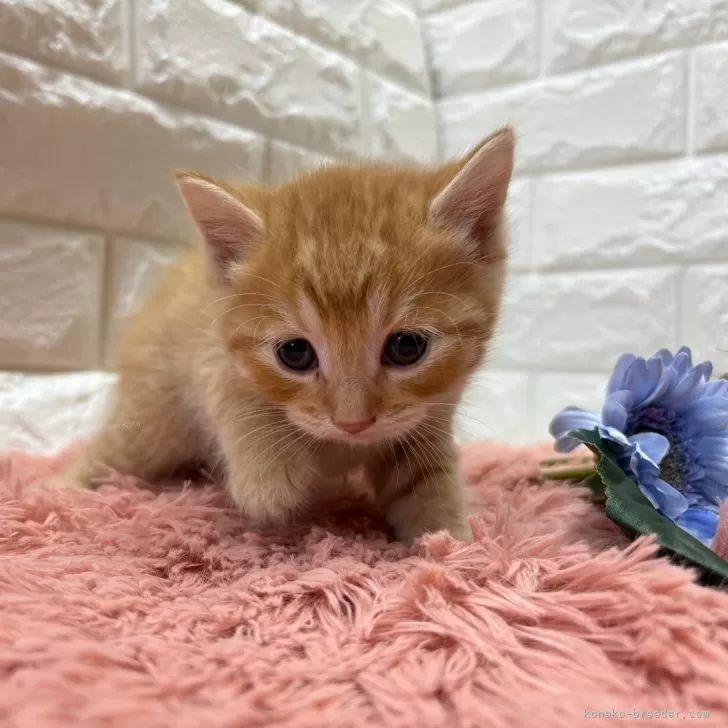 マンチカン(長足)【愛知県・女の子・2025年9月24日・レッドタビー】の写真1