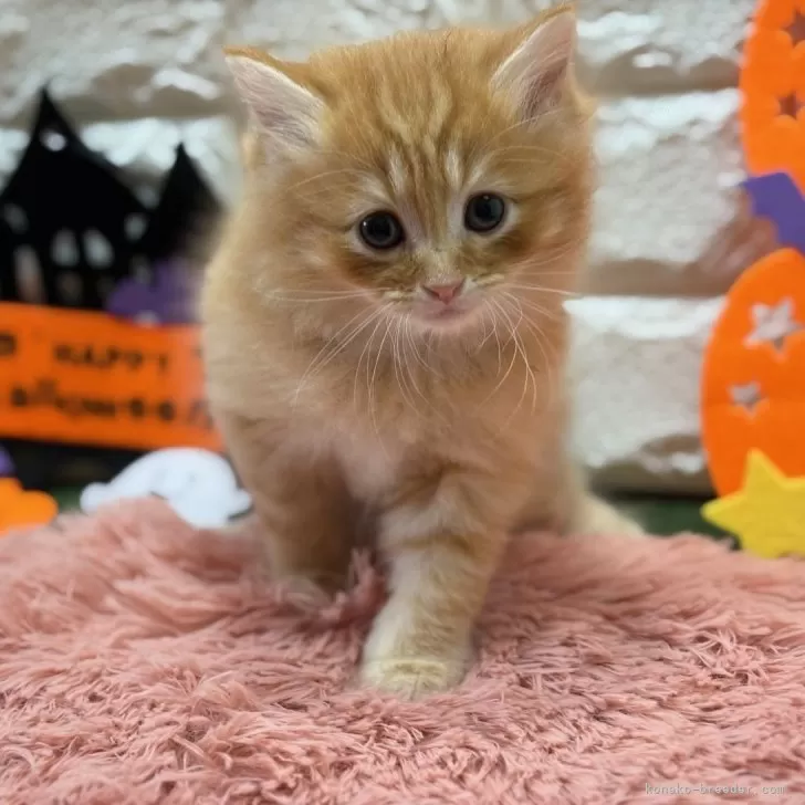 ID：2510-02826の子猫