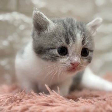 スコティッシュフォールド(立ち耳)【愛知県・女の子・2025年9月24日・ブルータビー&ホワイト】の写真「可愛いおメメで綺麗な子です❤️」