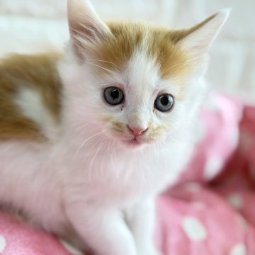 メインクーン【愛知県・女の子・2025年10月27日・レッドタビー&ホワイト】の写真「元気いっぱいで兄弟とよく遊ぶ女の子です❤️」