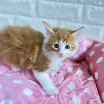 メインクーン【愛知県・男の子・2025年10月27日・レッドタビー&ホワイト】の写真「元気いっぱいで甘えん坊の僕ちゃんです☺️」