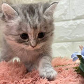 マンチカン(長足)【愛知県・女の子・2025年9月24日・シルバータビー】の写真「シルバーがとってもキレイ★お顔も可愛い❤」