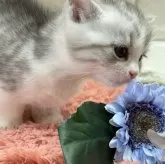 マンチカン(短足)