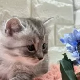 マンチカン(長足)