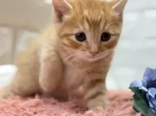 マンチカン(長足)【愛知県・女の子・2025年9月24日・レッドタビー】の写真2