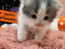 スコティッシュフォールド(折れ耳)【愛知県・男の子・2025年9月24日・ブルータビー&ホワイト】の写真5