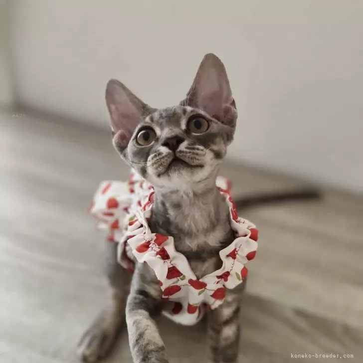 ID:2406-00906の子猫