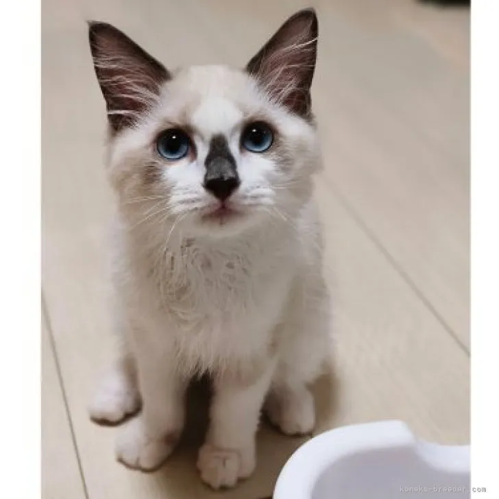 ID:2306-03433の子猫