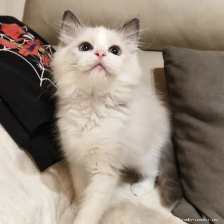 ID：2311-00006の子猫