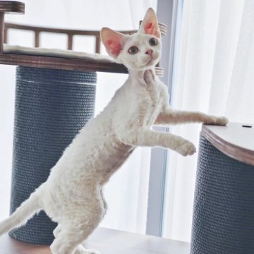 デボンレックス【埼玉県・女の子・2024年4月7日・ホワイト】の写真「月末まで🉐特別価額!　」