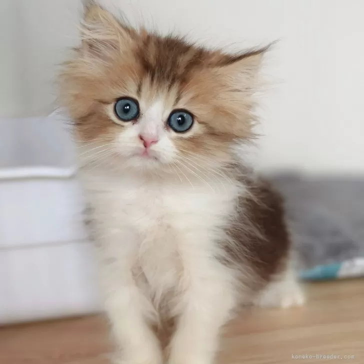 ID：2506-00439の子猫