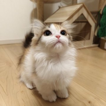 Amazon | キタコ(KITACO) パワードライブキット(タイプX