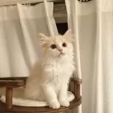 ミヌエット(長足)【埼玉県・男の子・2025年4月5日・クリーム・ホワイト】の写真2