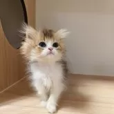 ラガマフィン【埼玉県・女の子・2025年4月5日・キャリコ】の写真3