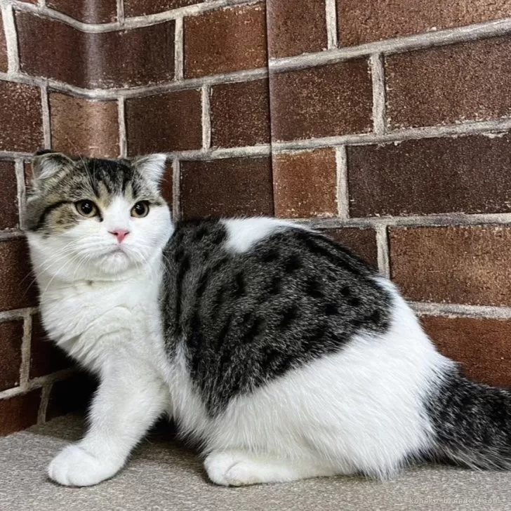 ID:2408-02997の子猫