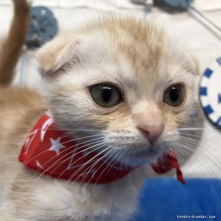 ID:2206-03240の子猫