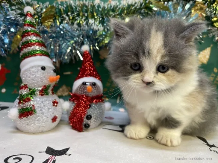 ID:2111-01389の子猫