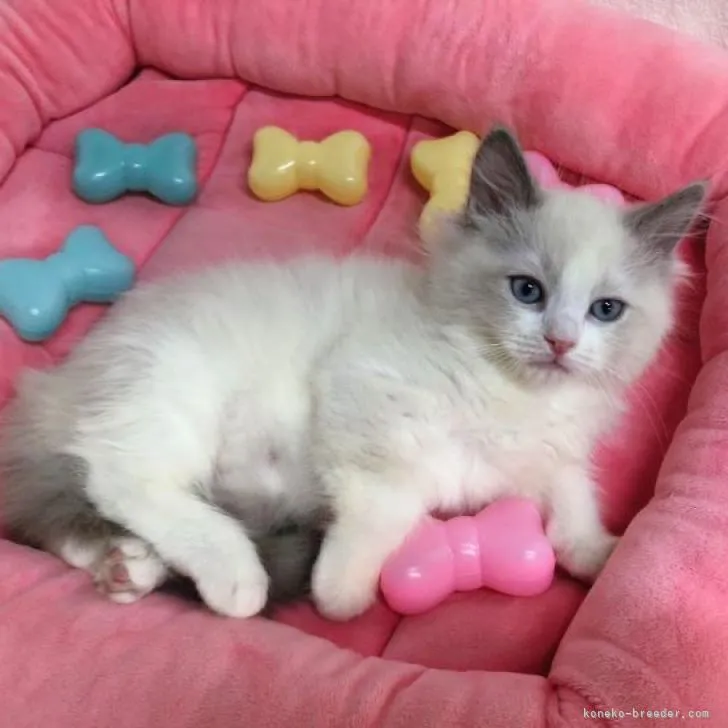 ID：2301-00018の子猫