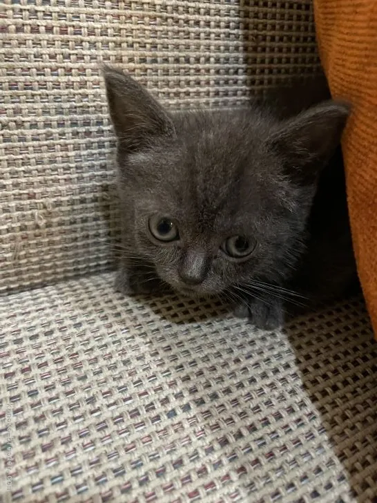 ID：2109-00752の子猫