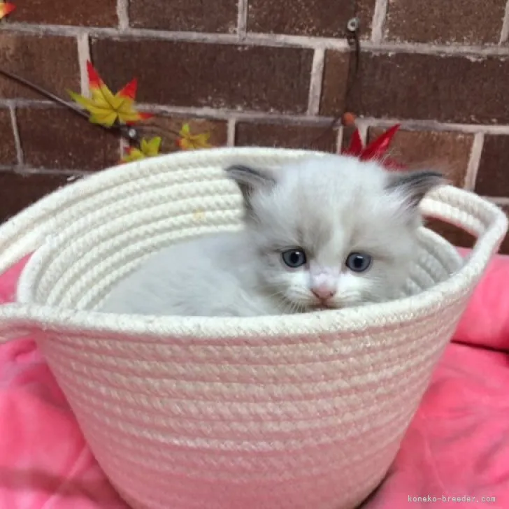 ID：2311-01628の子猫