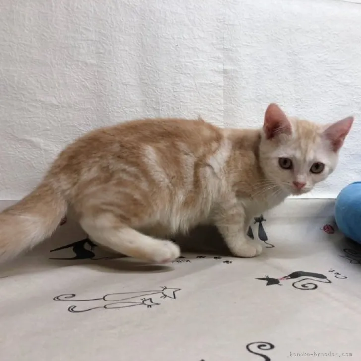 ID：2305-03477の子猫