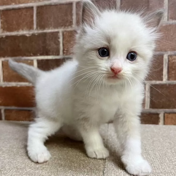 ID：2409-02146の子猫