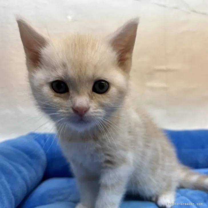 ID：2303-01347の子猫