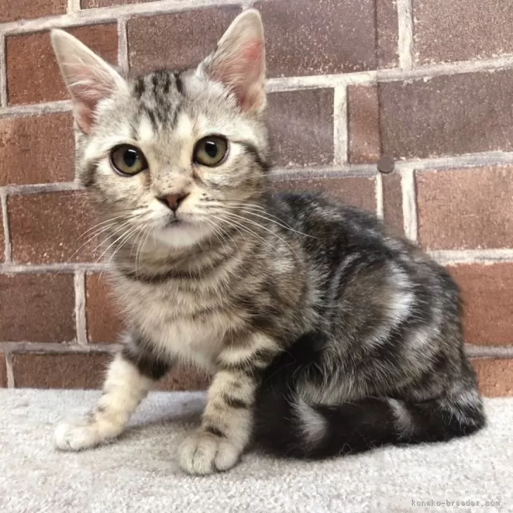 miemiya 様のお迎えした子猫