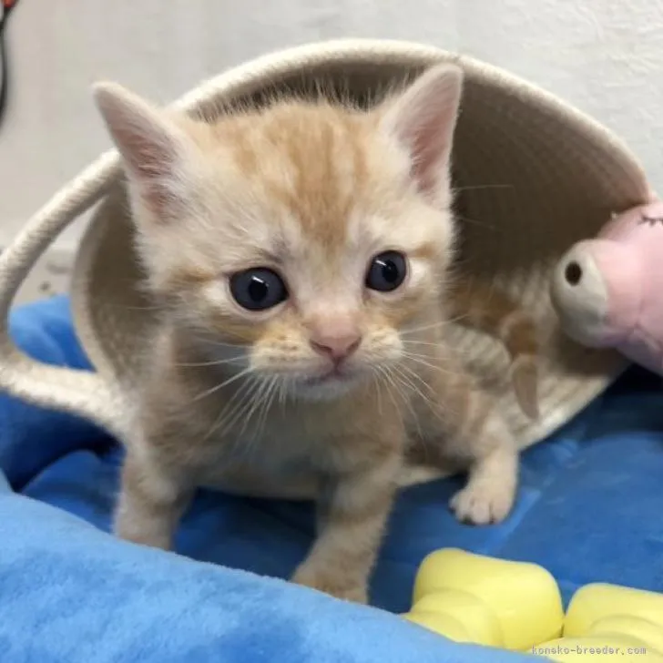ID:2301-02189の子猫