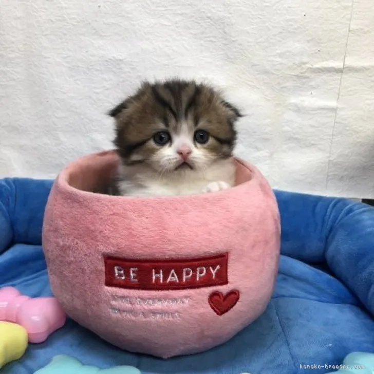 ID:2304-02140の子猫