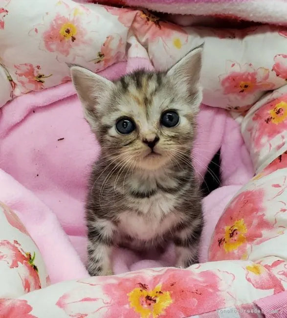 ID:2106-00805の子猫