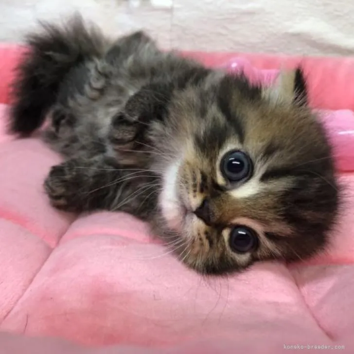 keisa 様のお迎えした子猫