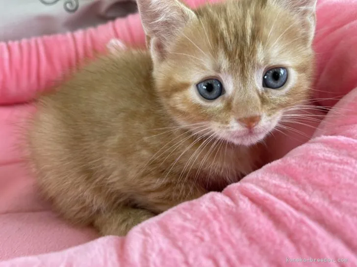 ID：2108-02587の子猫