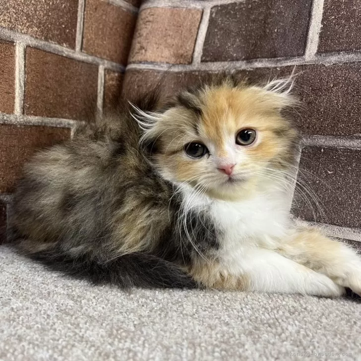 ID：2406-02558の子猫