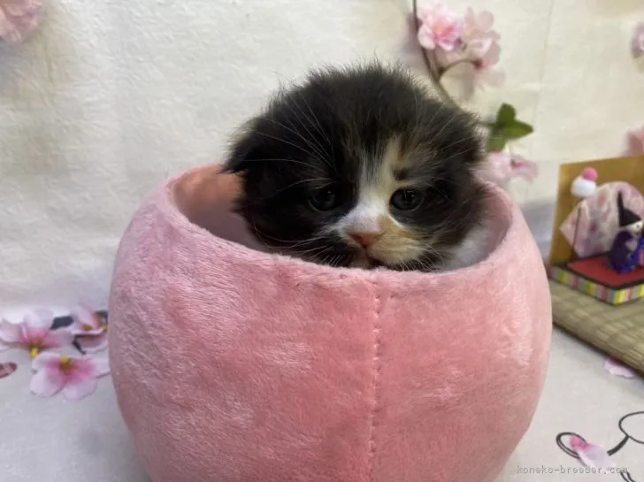 ID：2203-00045の子猫