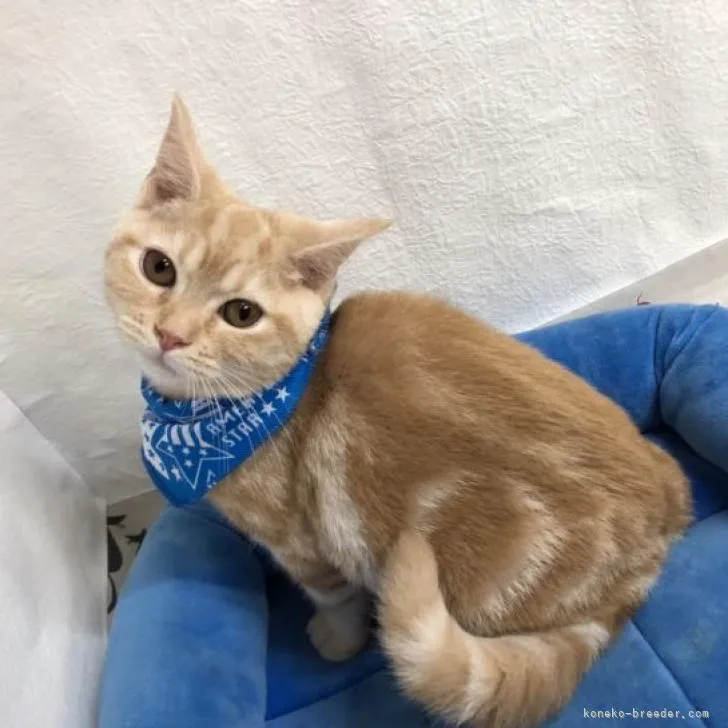 ID：2210-01782の子猫