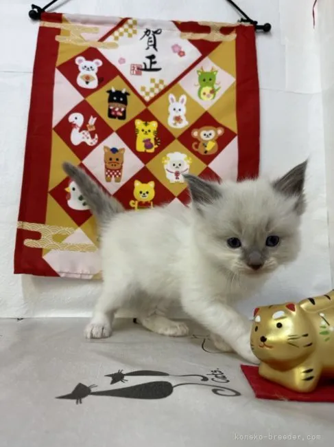 ID：2201-01360の子猫