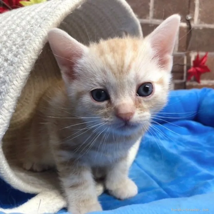 ID：2311-02117の子猫