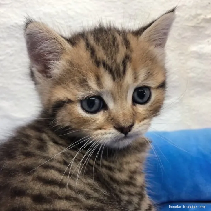 ID：2306-02941の子猫