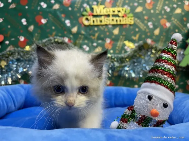 ID：2111-01381の子猫