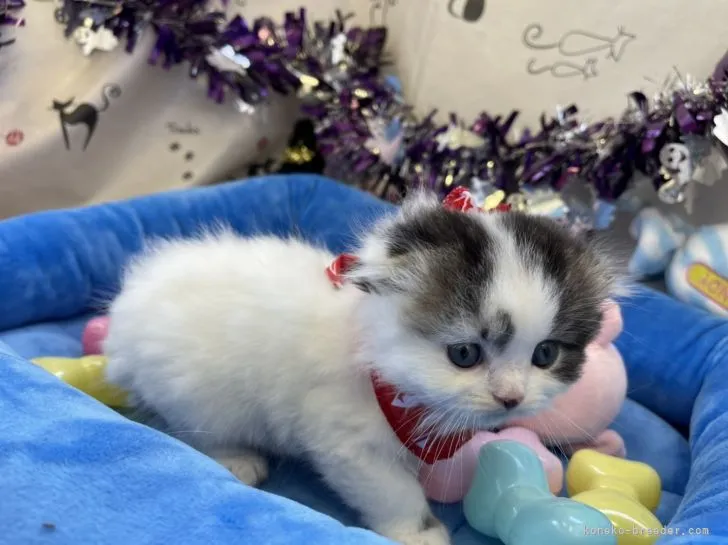 ID：2110-00434の子猫