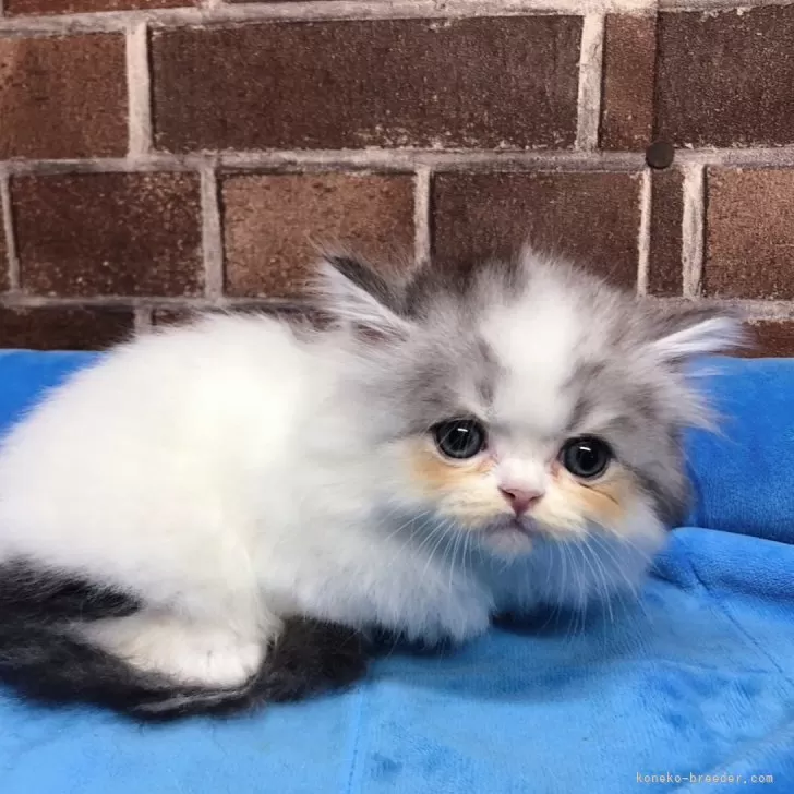 ID：2408-00563の子猫