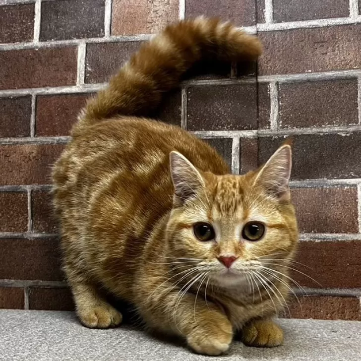 ID：2410-00205の子猫