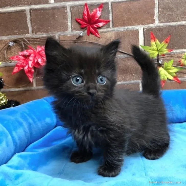 ID:2310-01739の子猫