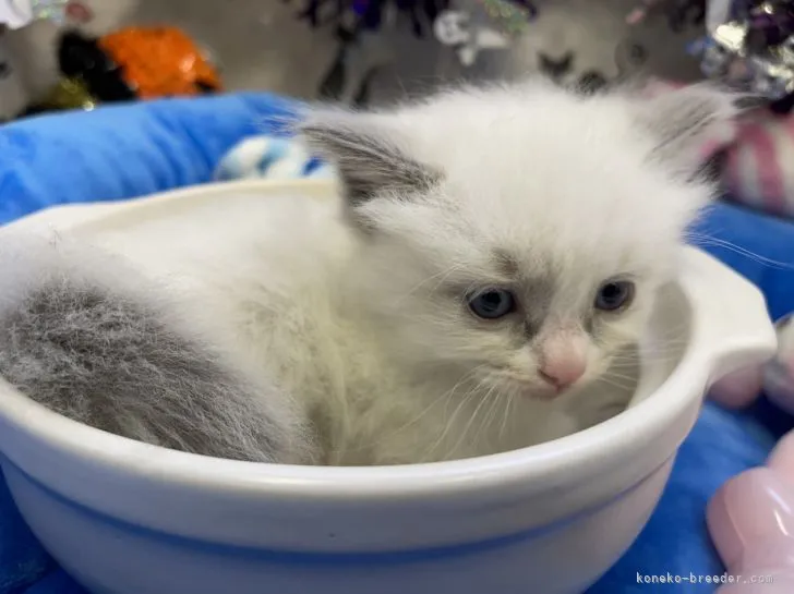 ID:2110-01011の子猫