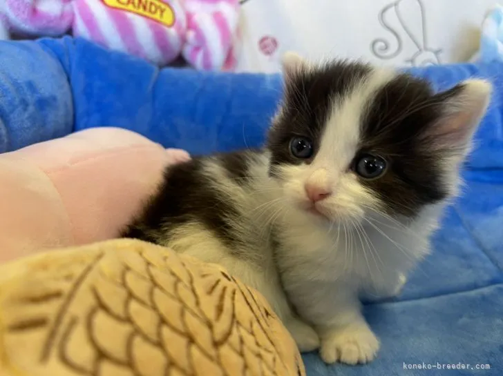 ID：2108-00604の子猫
