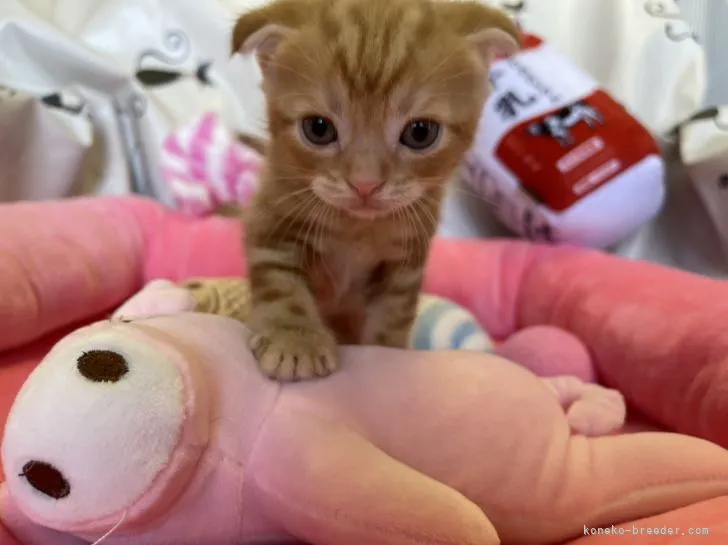 ID:2107-00907の子猫