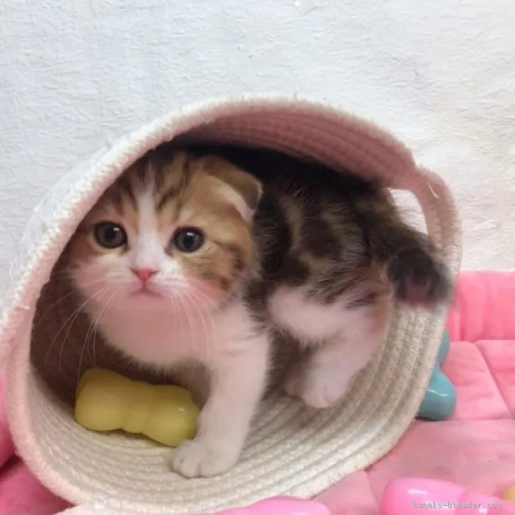 ID:2304-01371の子猫