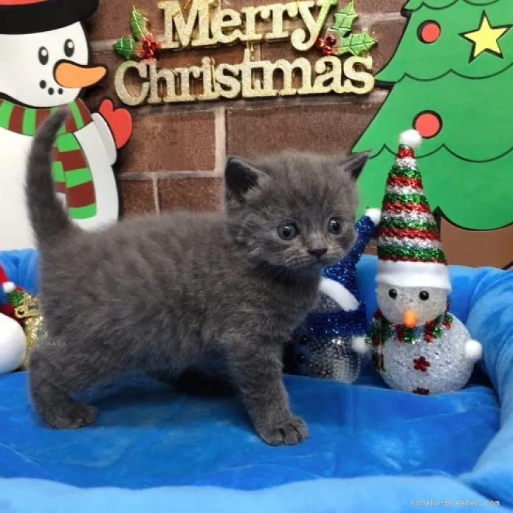 ID：2312-00047の子猫